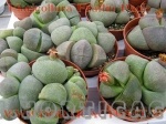 pleiospilos nelii