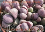 pleiospilos nelii royal flush