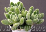 sedum hintonii