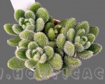 sedum hintonii