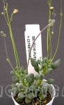 senecio pusillus citriformis