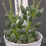 senecio pusillus citriformis