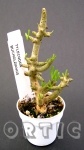 Tylecodon buchholzianus