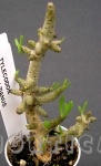 Tylecodon buchholzianus